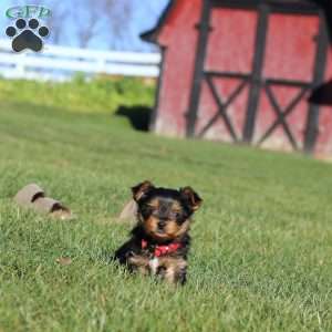 Marshall, Yorkie Puppy